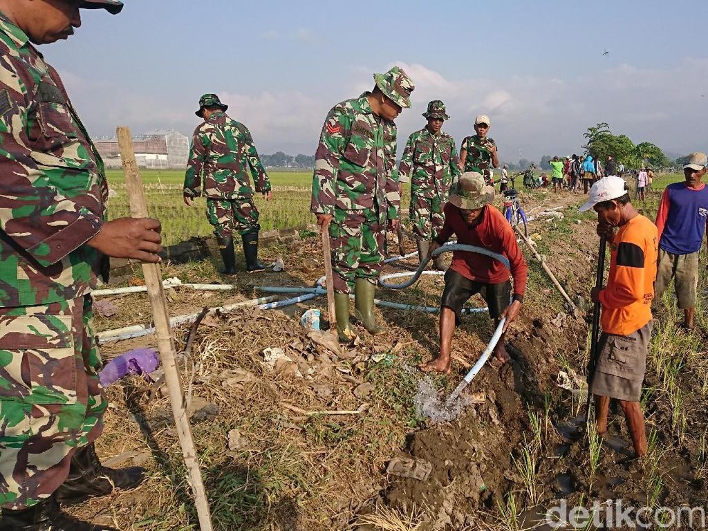Petani dan TNI di Tulungagung Terjun ke Sawah Basmi Tikus Petani dan TNI di Tulungagung Terjun ke Sawah Basmi Tikus