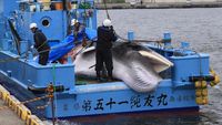 Miris, Jepang Kembali Legalkan Berburu Ikan Paus