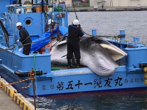 Miris, Jepang Kembali Legalkan Berburu Ikan Paus