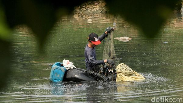 Sungai Ciliwung Surut, Ikan Mudah Diangkut