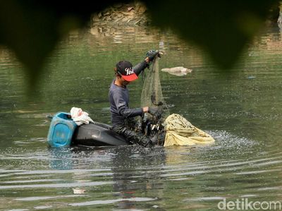 Sungai Ciliwung Surut, Ikan Mudah Diangkut