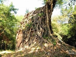 Candi Tua Berlilitkan Pohon yang Misterius