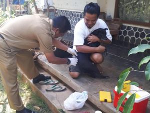 Antisipasi Rabies, 80 Kucing-Anjing di Kertabumi Ciamis Divaksin Antisipasi Rabies, 80 Kucing-Anjing di Kertabumi Ciamis Divaksin