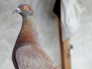 PMTI: Jayabaya Rp 1 Miliar Rekor Merpati Termahal di Indonesia PMTI: Jayabaya Rp 1 Miliar Rekor Merpati Termahal di Indonesia