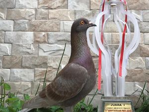 Seekor Merpati Jawara Milik Aris Laris Rp 1 Miliar Seekor Merpati Jawara Milik Aris Laris Rp 1 Miliar