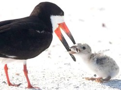 Dikira Makanan, Burung Ini Kasih Puntung Rokok ke Anaknya