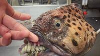 Bukan Tuna atau Tenggiri, Pria Ini Tangkap Ikan Seram Mirip Monster