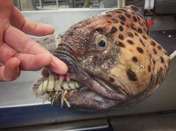 Bukan Tuna atau Tenggiri, Pria Ini Tangkap Ikan Seram Mirip Monster