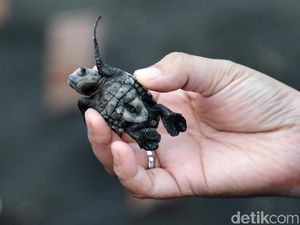 Melihat Konservasi Tukik di Bali Melihat Konservasi Tukik di Bali