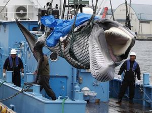 Belum Sempat Berhenti, Perburuan Paus di Islandia Malah Dilanjutkan