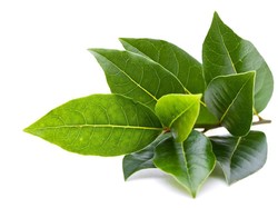 20 Manfaat Daun Salam untuk Kesehatan dan Cara Mengolahnya