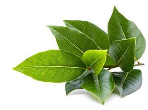 7 Manfaat Daun Salam yang Luar Biasa untuk Kesehatan 7 Manfaat Daun Salam yang Luar Biasa untuk Kesehatan