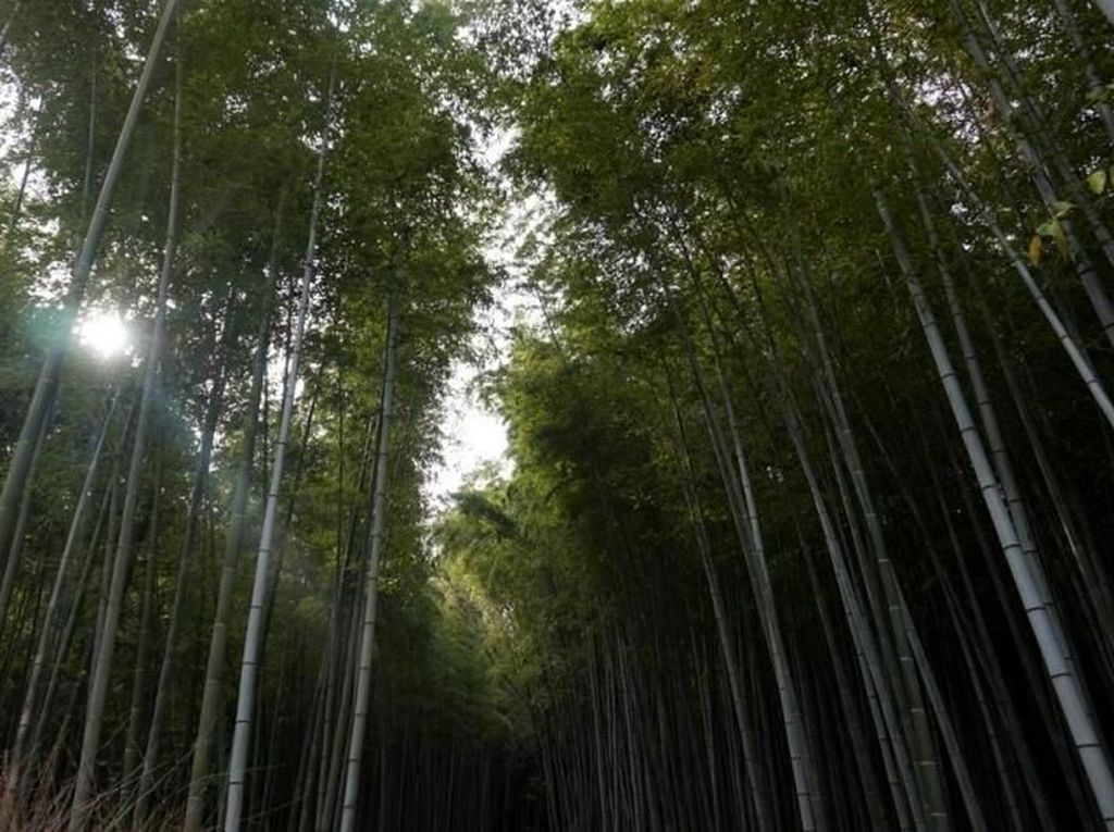 Hutan Bambu yang Instagramable di Kyoto