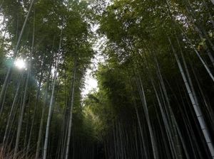 Hutan Bambu yang Instagramable di Kyoto Hutan Bambu yang Instagramable di Kyoto