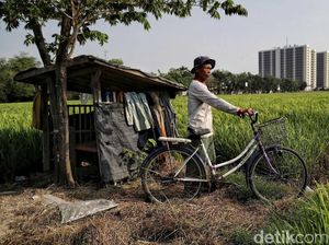 Minim Lahan Persawahan, Ini Strategi Pemprov DKI Perkuat Ketahanan Pangan