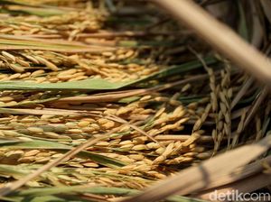 Sejuta Ha Sawah Ditarget Dapat Asuransi Gagal Panen Sejuta Ha Sawah Ditarget Dapat Asuransi Gagal Panen