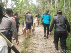 Video Perburuan Besar-besaran Babi Hutan yang Tewaskan 1 Orang