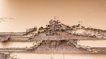 5 Cara Mudah Lindungi Lemari Kayu dari Serangan Rayap
