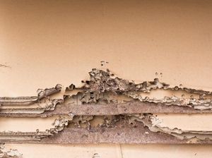 8 Tips agar Lemari Kayu Terhindar dari Serangan Rayap 8 Tips agar Lemari Kayu Terhindar dari Serangan Rayap
