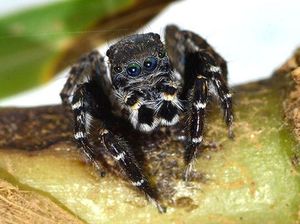 Tampil Fashionable, Laba-laba Baru Ini Dinamakan Karl Lagerfeld