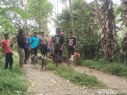 Ini Perlengkapan yang Dibawa Pemburu Babi Hutan di Banyumas