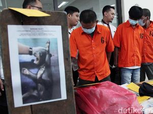 Ini Tampang Penjual Kanguru hingga Beruang Madu Via Online