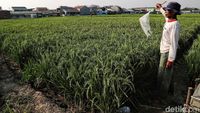 Melihat Sawah di Rorotan Jakut yang Siap Panen
