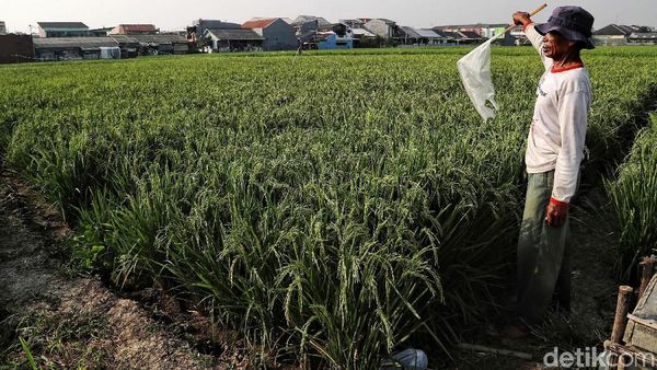 Melihat Sawah di Rorotan Jakut yang Siap Panen