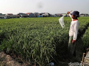 Melihat Sawah di Rorotan Jakut yang Siap Panen