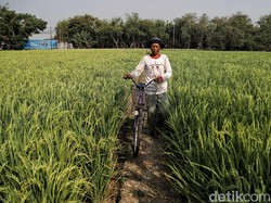 Upah Buruh Tani Naik Tipis ke Rp 54.152 di Juni