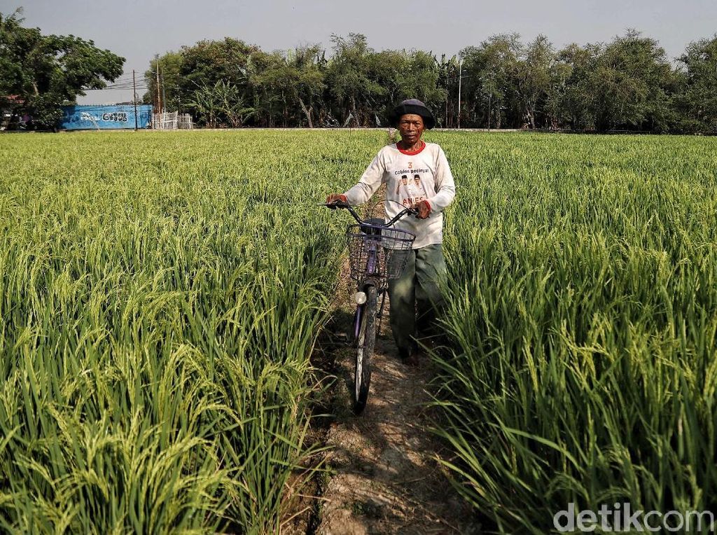 Upah Buruh Tani Naik Tipis ke Rp 54.152 di Juni Upah Buruh Tani Naik Tipis ke Rp 54.152 di Juni