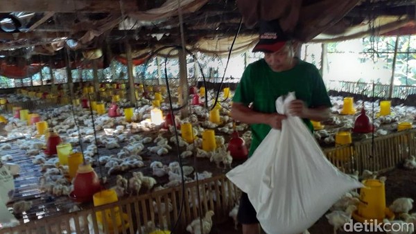 Harga Ayam Broiler Mulai Normal Belum Membuat Peternak Tenang