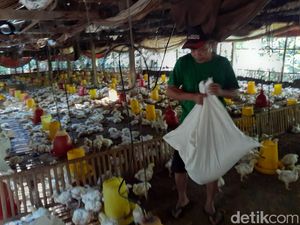 Harga Ayam Broiler Mulai Normal Belum Membuat Peternak Tenang Harga Ayam Broiler Mulai Normal Belum Membuat Peternak Tenang