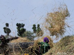Petani Bisa Manfaatkan Jerami Jadi Pupuk, Hasil Panen Jadi Tambah Banyak?