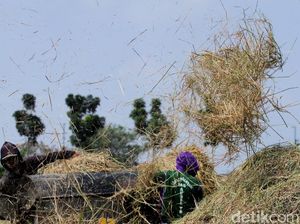 Wilmar Targetkan Kemitraan Lahan Padi 1.000 Ha di Medan-Palembang Wilmar Targetkan Kemitraan Lahan Padi 1.000 Ha di Medan-Palembang
