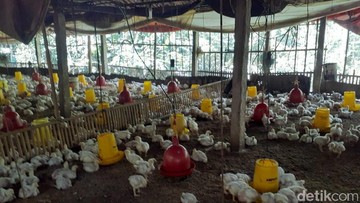 Harga Ayam Peternak Anjlok, Kementan Buka Suara