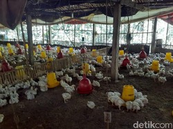 Strategi Kementan Cegah Peternak Ayam Gulung Tikar