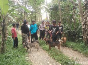 Habitat Terancam Diduga Penyebab Babi Hutan Ngamuk di Banyumas Habitat Terancam Diduga Penyebab Babi Hutan Ngamuk di Banyumas