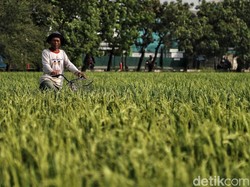 Pemerintah Mau Buka 900.000 Hektare Sawah Baru di Kalimantan