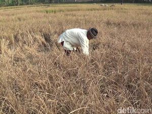 100 Ha Sawah Cianjur Kering, Padi Berakhir di Kandang Munding