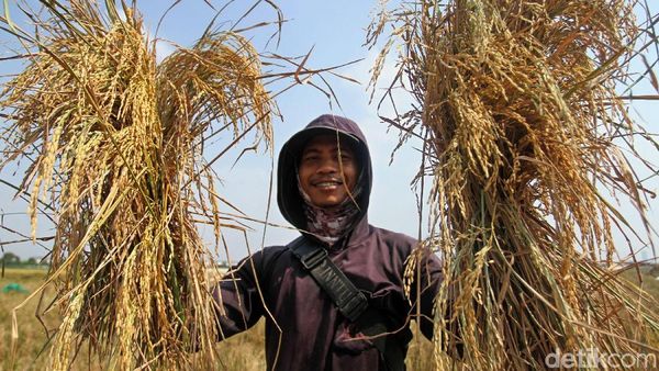 Lumbung Padi di Antara Belantara Beton Ibu Kota