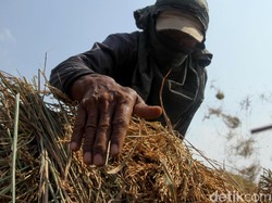 Member Holding Pangan Ini Bidik Pendapatan Rp 5,2 T di 2023, Ini Jurusnya