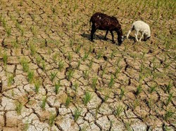 BMKG Prediksi Kemarau di Bandung Raya Terjadi Awal Juni 2024