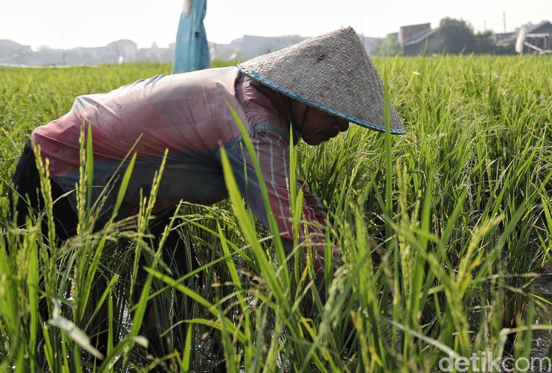 Gubernur Sumsel Apresiasi Program Serasi Kementan Gubernur Sumsel Apresiasi Program Serasi Kementan