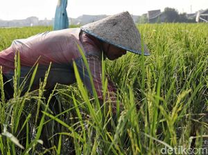 Gubernur Sumsel Apresiasi Program Serasi Kementan