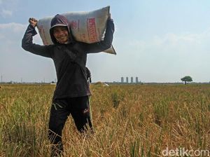 DPR Sebut Sektor Pertanian RI Makin Sistematis dan Tepat Sasaran