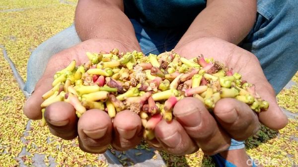 Petani Mengeluh Harga Cengkih Merosot