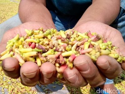 Petani Mengeluh Harga Cengkih Merosot