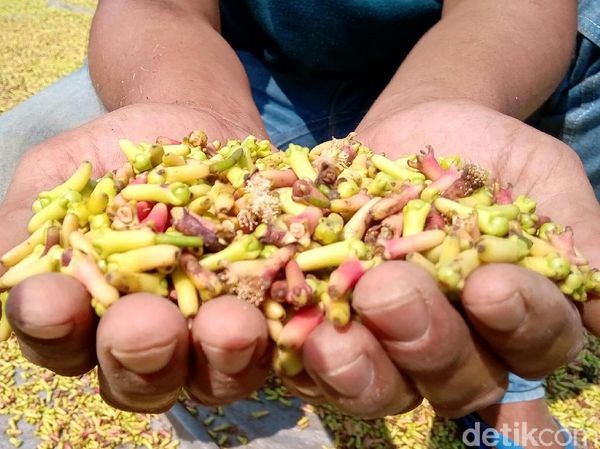 Petani Mengeluh Harga Cengkih Merosot