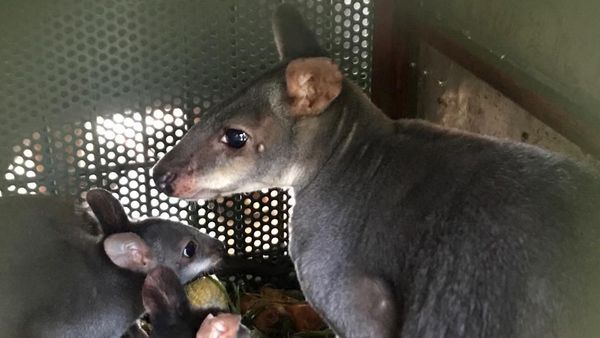 Potret Kanguru hingga Nuri Kepala Hitam yang Gagal Diselundupkan